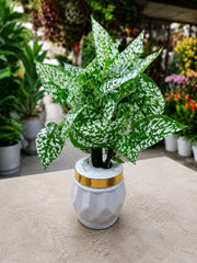 Artificial White Polka Dot Plant in Premium Ceramic Pot