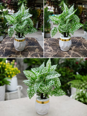 Artificial White Polka Dot Plant in Premium Ceramic Pot