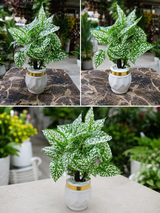 Artificial White Polka Dot Plant in Premium Ceramic Pot